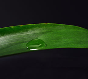 Phosphoric acid