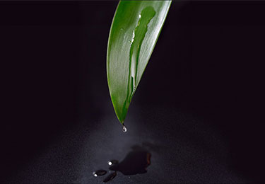 Malto dextrin
